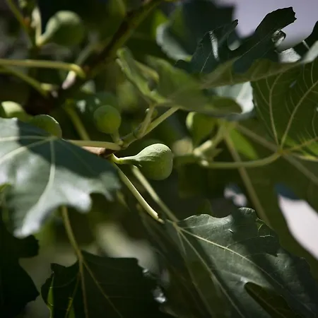 Monika Hébergement de vacances